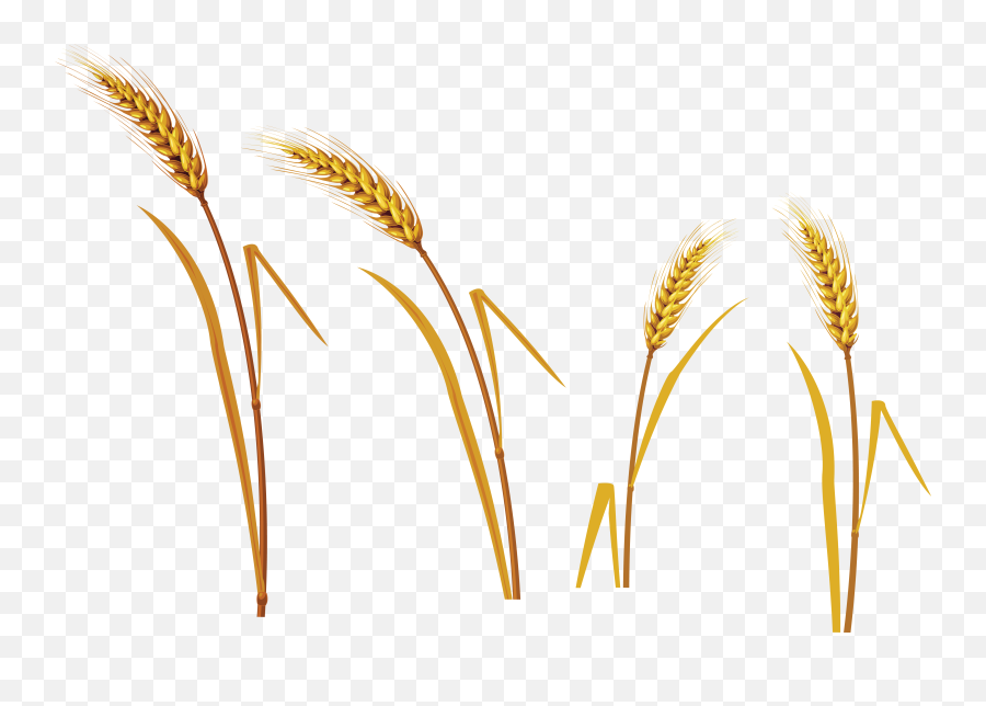Wheat Transparent Png Clipart Images Free Download - Free Khorasan Wheat Emoji,18+ Png