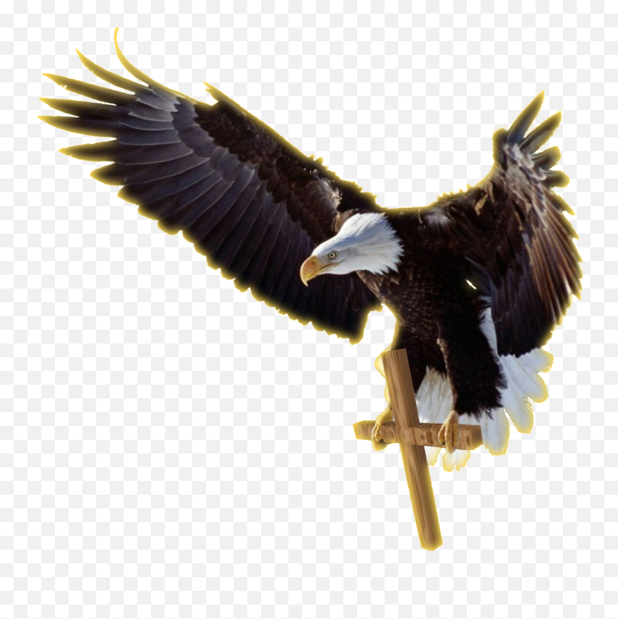 Download Job Experience Icon Png - Eagle Wings Png Emoji,Bald Eagle Png