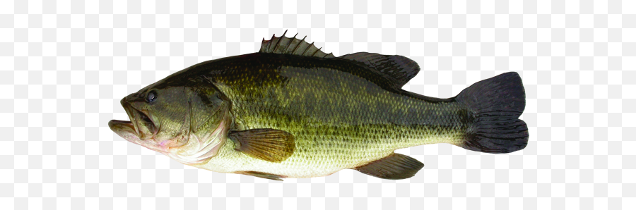 Big Mouth Bass - Largemouth Bass Png Emoji,Bass Fishing Clipart