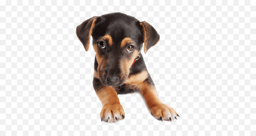 Puppy Dog Face Transparent Png - Puppy Dog Face Emoji,Dog Face Png