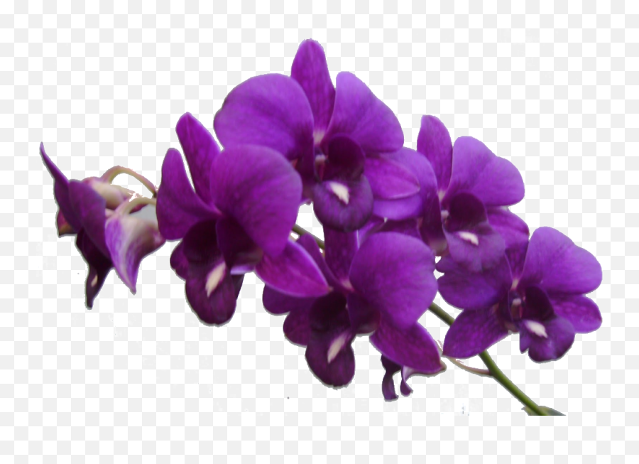 Purple Flower Frame Res Purple Flowers By Png Transparent - Dark Purple Flower Transparent Background Emoji,Flowers Png