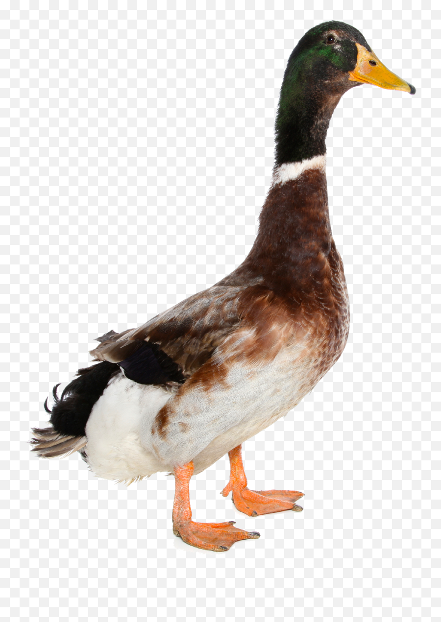 Download Hd Download - Duck Png Transparent Emoji,Duck Png