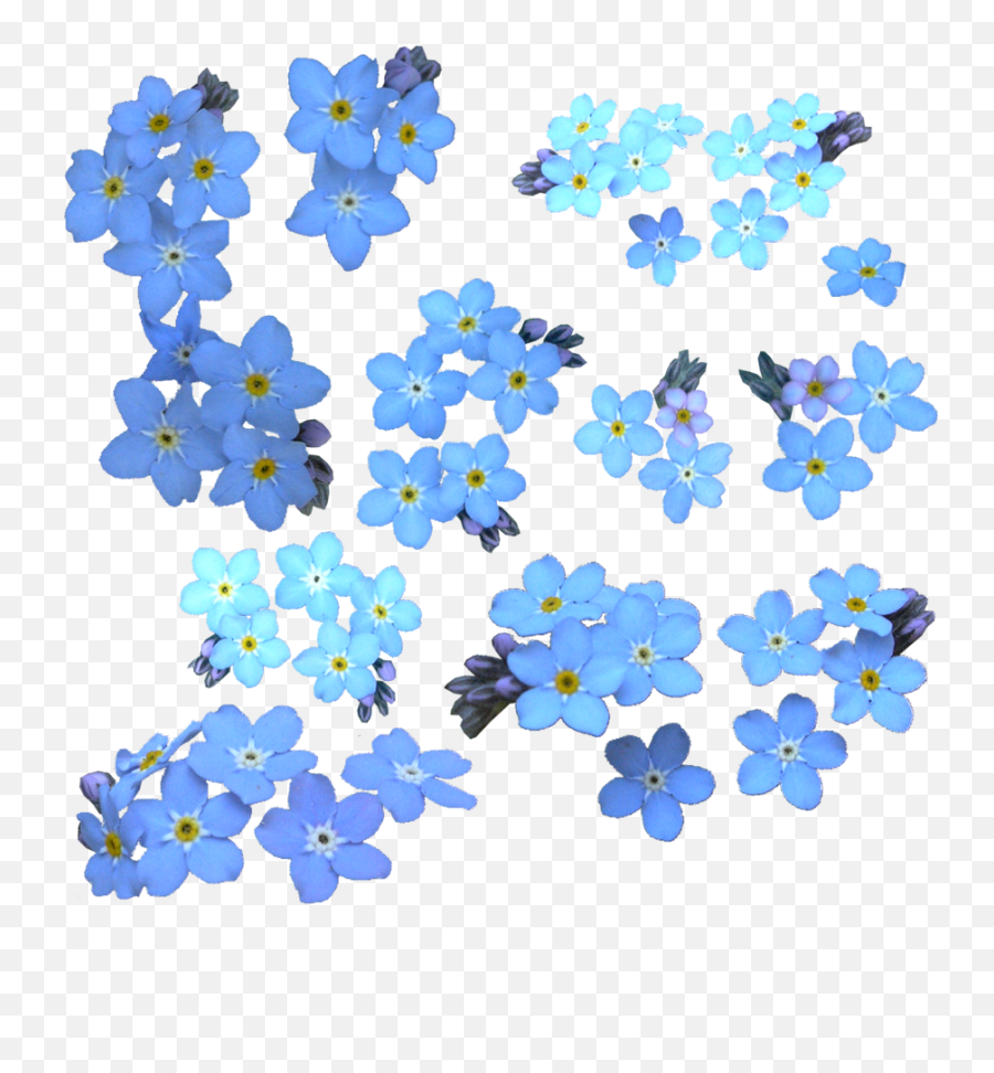 Forget Me Not Png Clipart - Pretty Clip Art Forget Me Not Flower Emoji,Me Clipart