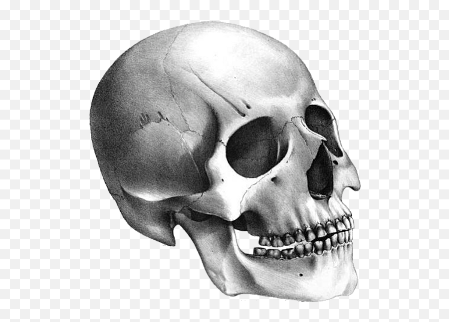 Free Pngs - People Free Png Images Skull Emoji,Skeleton Transparent