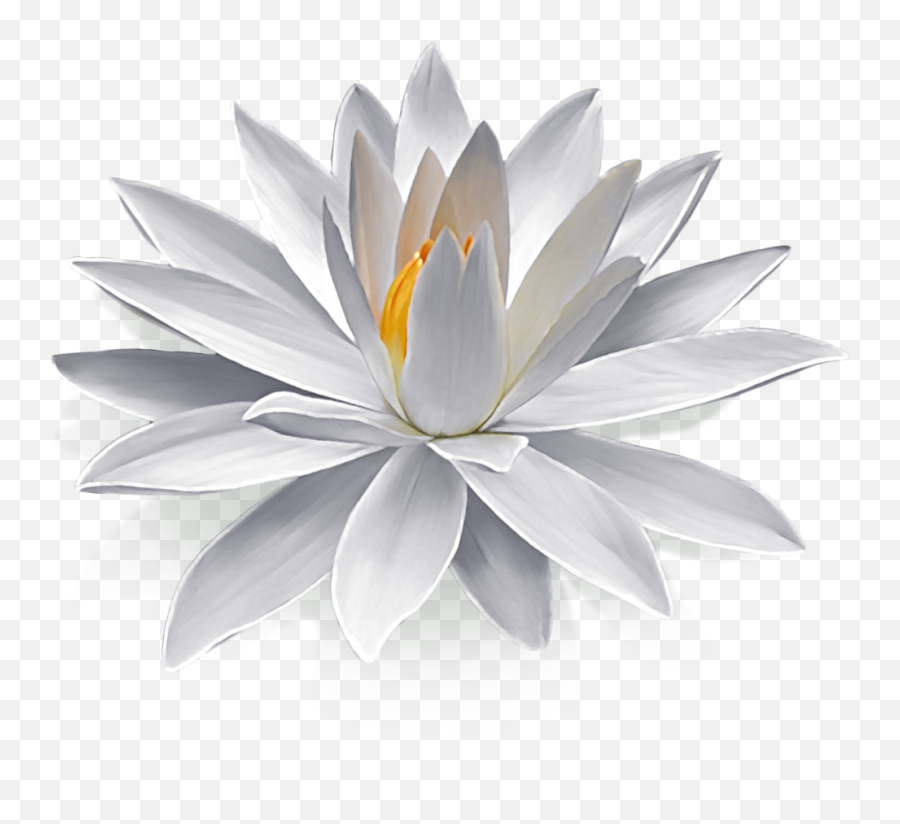 982x856 - Language Emoji,Lotus Flower Png