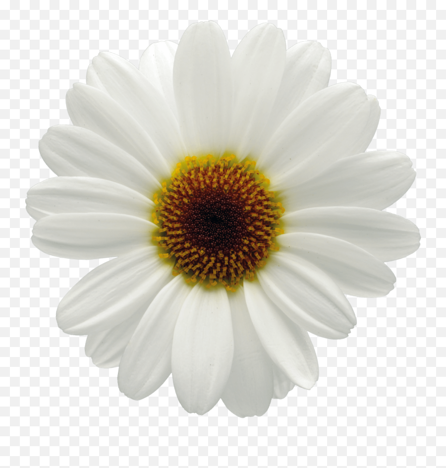 Download Click - White Flower Big Png Png Image With No Png Flowers Top View Emoji,White Flower Png
