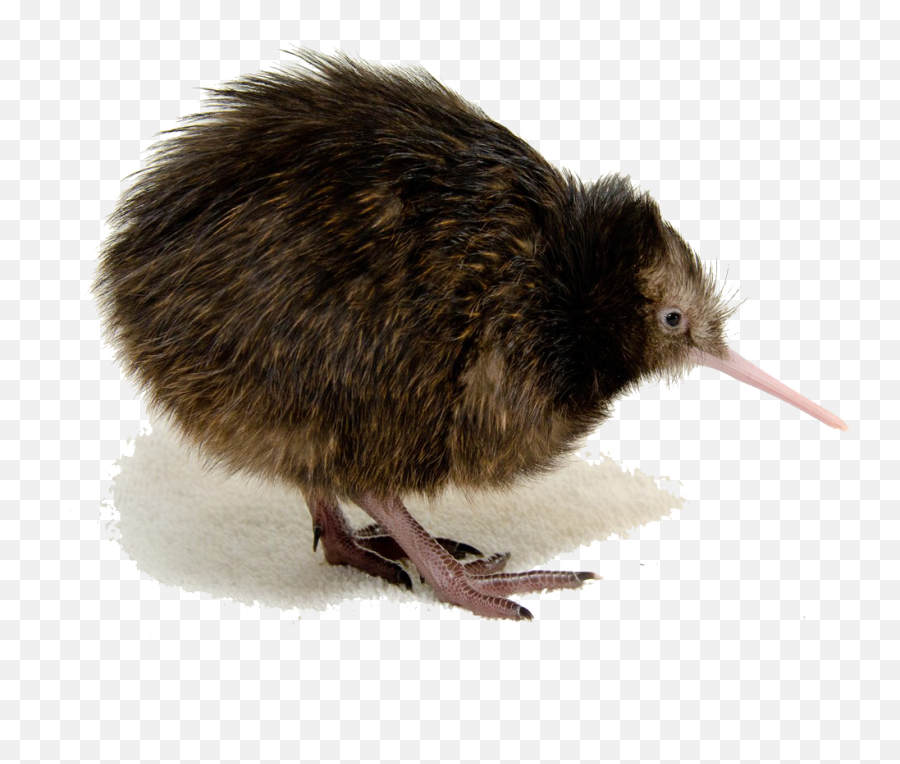 Download Kiwi Bird Clipart Hq Png Image - Kiwi Bird Transparent Emoji,Kiwi Clipart