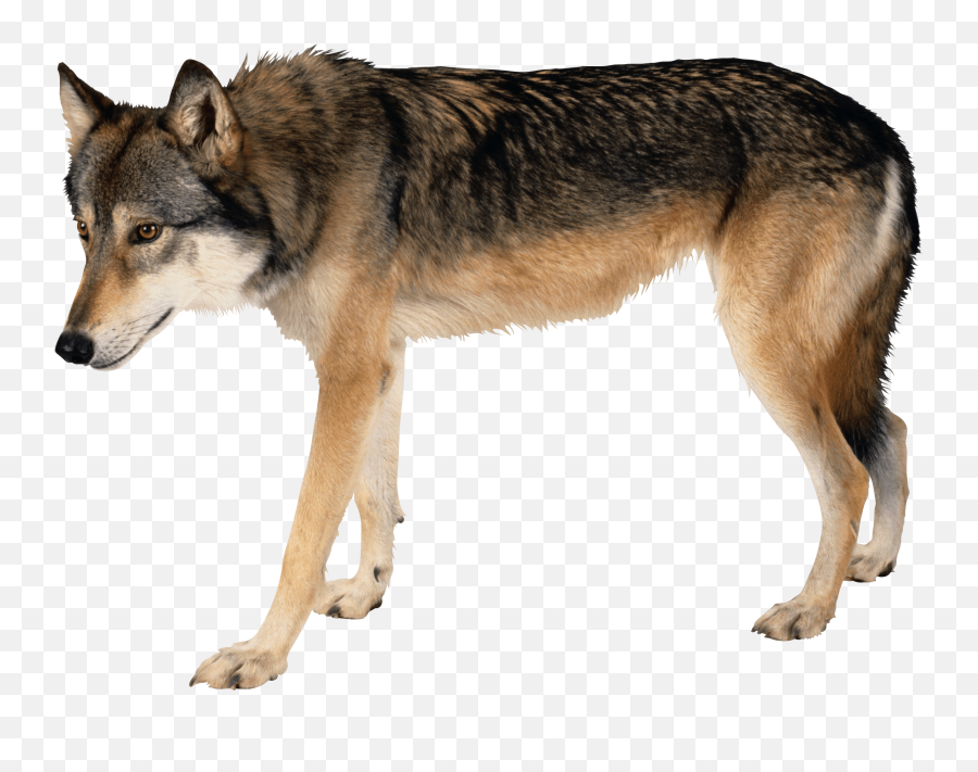 Download Wolf Png Image Hq Png Image - Wolf Walking Transparent Background Emoji,Wolf Png