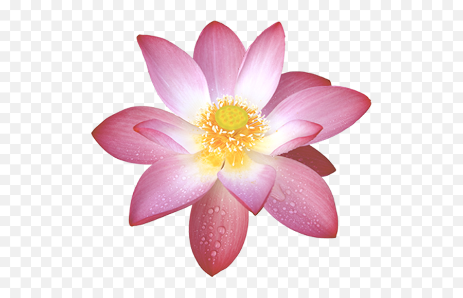 Lotus Flower Png - Lotus Flower Top Png Emoji,Lotus Flower Png