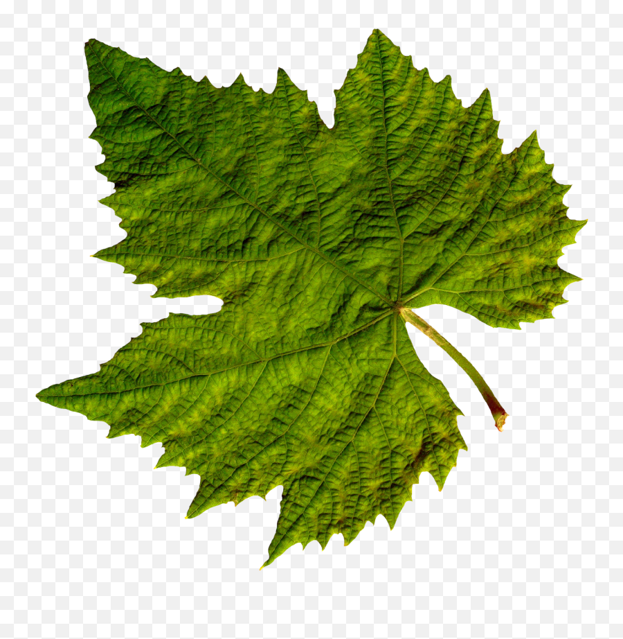 Green Leaves Png Images - Transparent Background Real Leaf Png Emoji,Green Leaves Png