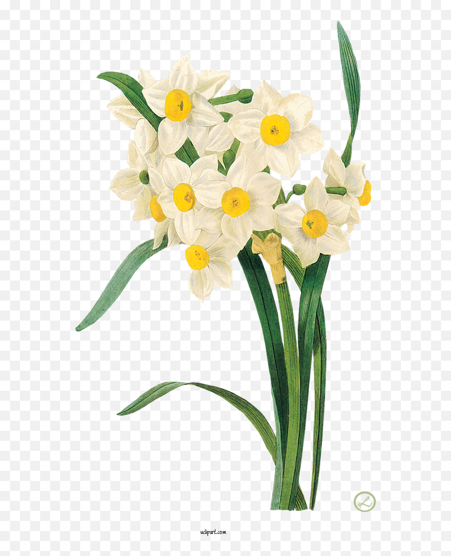 Flowers Daffodil Flower Fine Arts For - Narcissus Flower Art Emoji,Daffodil Clipart