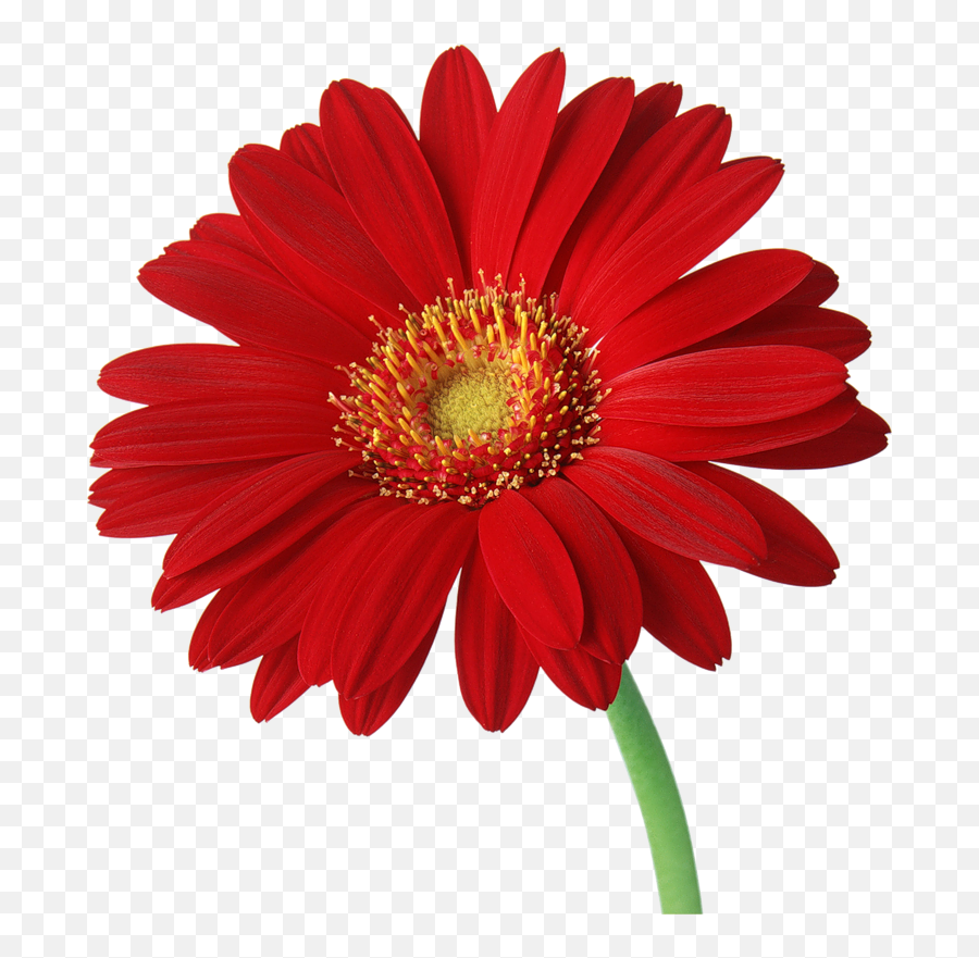 Gerber Daisy Flowers - Transparent Red Gerbera Daisy Emoji,Daisy Clipart