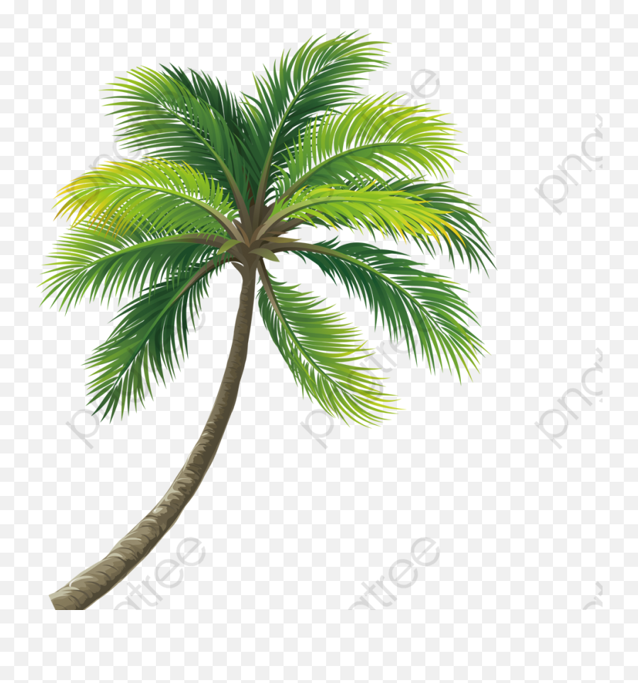 Coconut Tree Png Transparent Png - Coconut Tree Images Hd Png Emoji,Tree Png