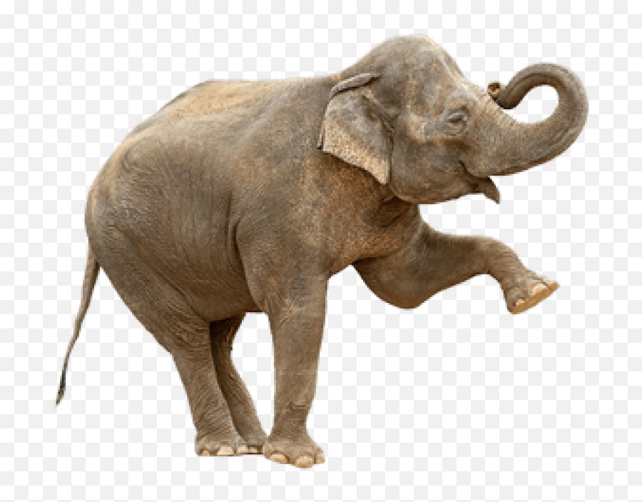 Indian Elephant Png - Elephants Are The Only Animal That Can Elephant Png Emoji,Elephant Png
