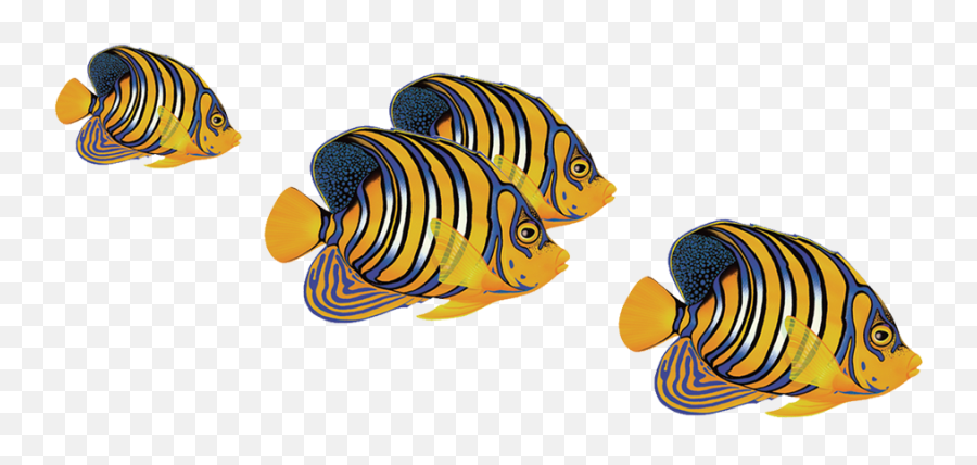 Porc - Rf8 Regal Angelfish Group Copy Regal Angelfish Group Of Fish Cartoon Png Emoji,Angelfish Clipart