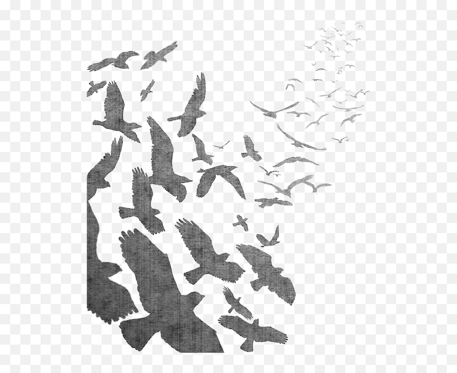 Flock Of Crow Png U0026 Free Flock Of Crowpng Transparent Emoji,Crow Transparent Background