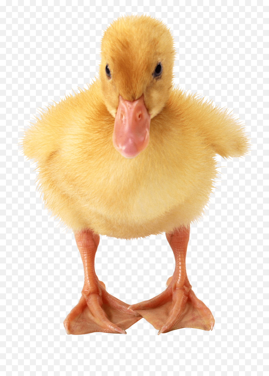 Baby Duck Transparent Png - Funny Duck Png Emoji,Duck Png