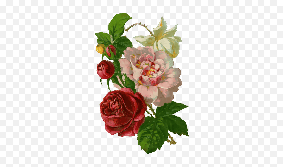 30 Vintage Roses For Scrap Rose Png Beautiful Flowers For Emoji,Vintage Rose Png