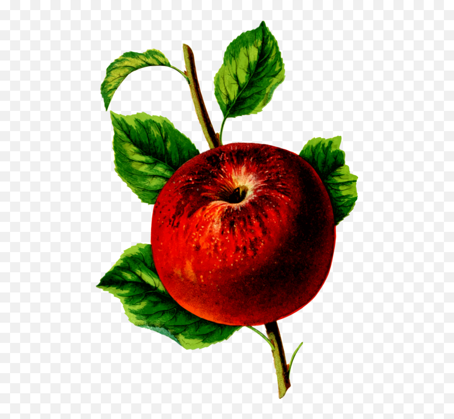 Plantleafapple Png Clipart - Royalty Free Svg Png Emoji,Picking Apples Clipart