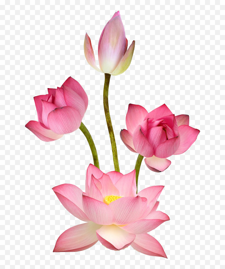 Pink Lotus Png Images - Sacred Lotus Png Emoji,Lotus Flower Png