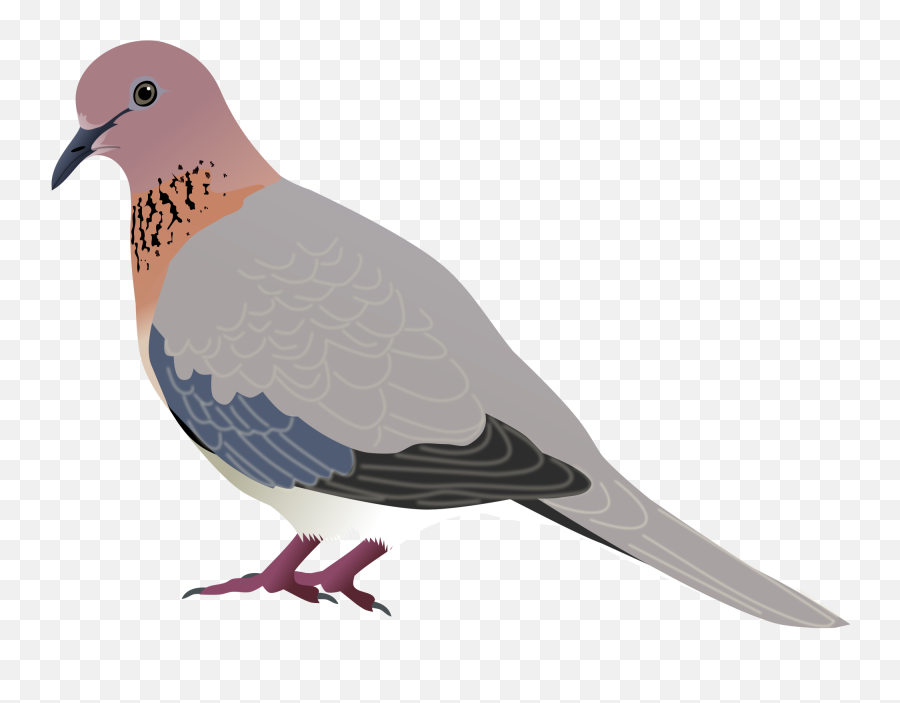 Doves Png - Vector Doves Svg Laughing Dove Png 426480 Mourning Dove Clipart Emoji,Doves Png