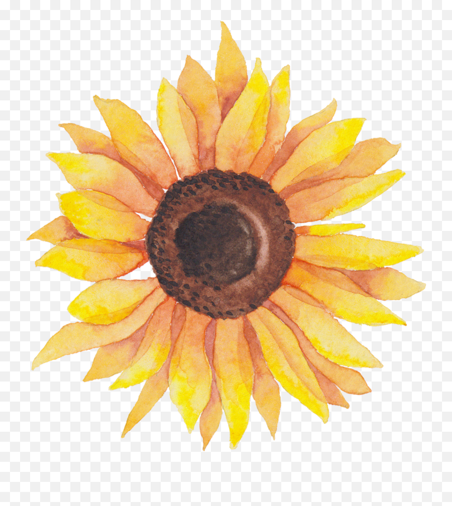 Download Svg Library Library Self Portraits Catherine Holmes - Water Color Sunflower Clipart Emoji,Transparent Sunflowers