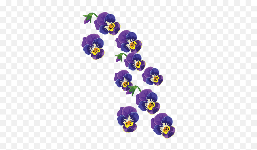 Seasonal Planting And Blooming Guide Garden Benches Blog Emoji,Pansy Clipart
