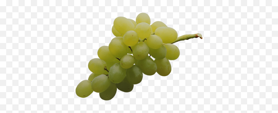 What Makes A Sustainable Business Model U2014 Mind Mountains Emoji,Grapes Transparent Background