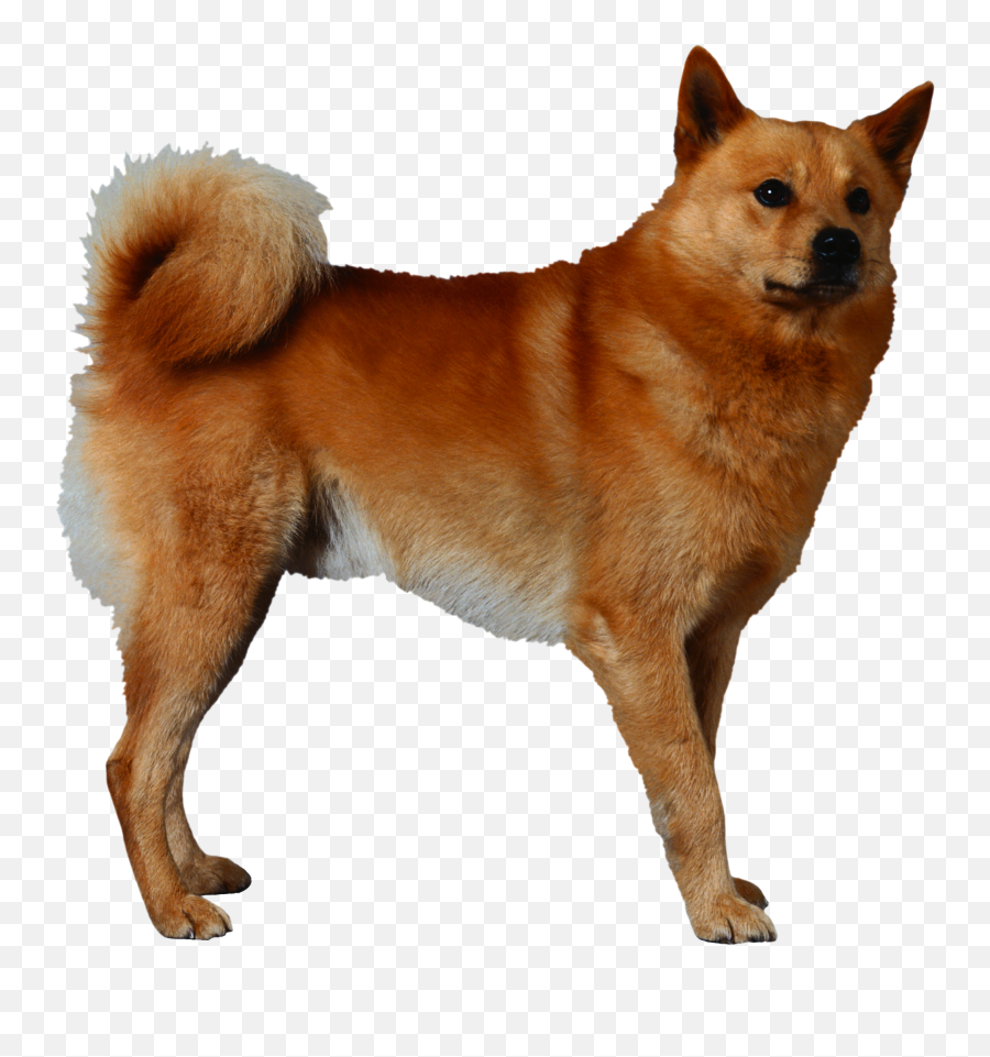 Dog Png - Dog Emoji,Shiba Inu Png