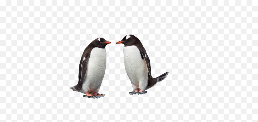 High Quality Transparent Png Images - Png Live Gentoo Penguin Emoji,Penguin Transparent Background