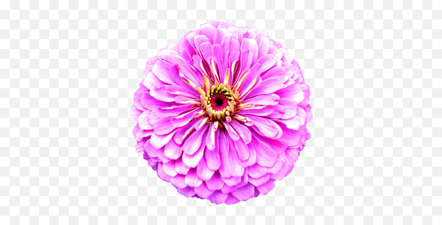 Flower Image Gallery - Useful Floral Clip Art Emoji,Purple Flower Transparent Background