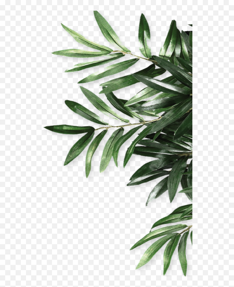 Download Mq Green Leaf Leaves Border Borders - Olive Olive Green Leaf Png Emoji,Green Leaves Png