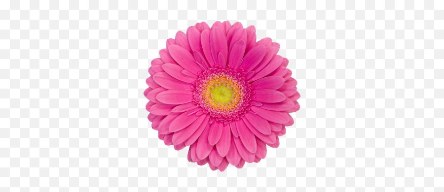 Pink - Pink Daisy Clip Art Emoji,Daisy Clipart