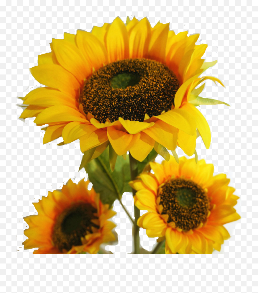 Sunflowers Png Leave - Suraj Mukhi Ka Phool Full Size Png Phool Ka Photo Download Emoji,Sunflowers Png