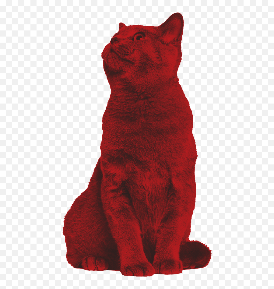 Red - Cat Rescued Pets Movement Emoji,Cat Transparent Png