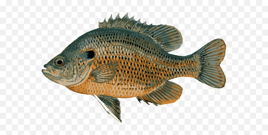 Bass Clipart Freshwater Fish Bass Freshwater Fish - Sunfish Clipart Emoji,Bass Fish Clipart