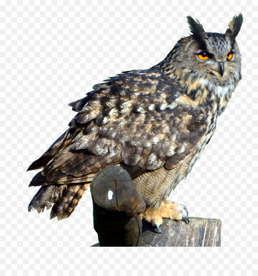 Download Owl Transparent Hq Png Image - Owl Transparent Png Emoji,Owl Transparent Background