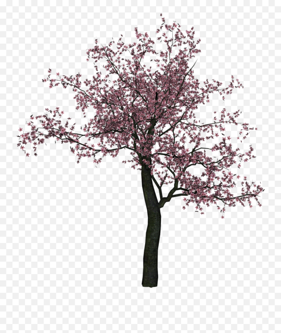 Download Cherry Tree Image Hq Png Image Freepngimg - Png Transparent Background Cherry Blossom Tree Png Emoji,Cherry Blossom Transparent Background