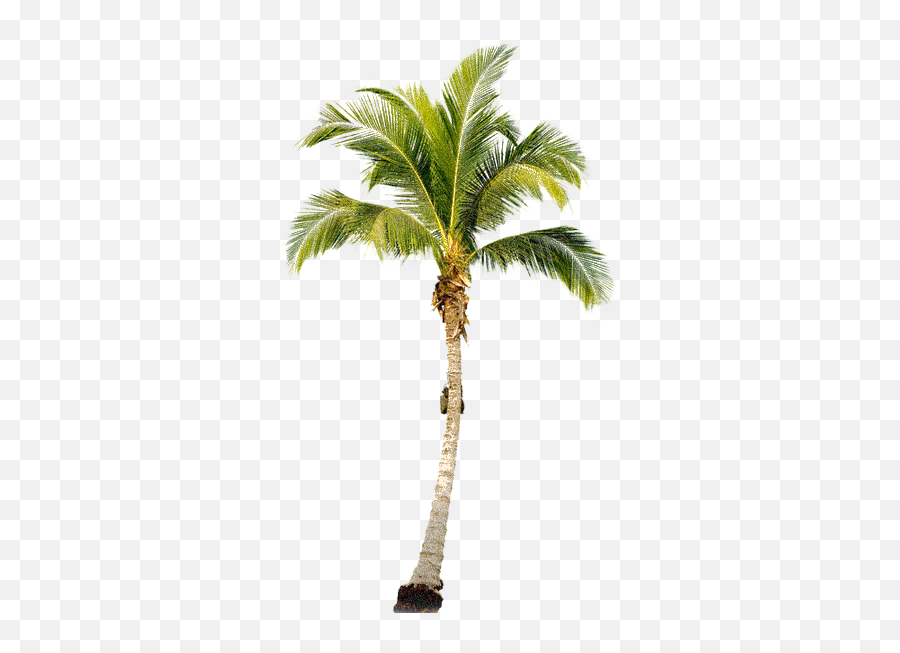 Download Palm Tree Free Download Png Hq - Palm Tree Png Transparent Emoji,Tree Png
