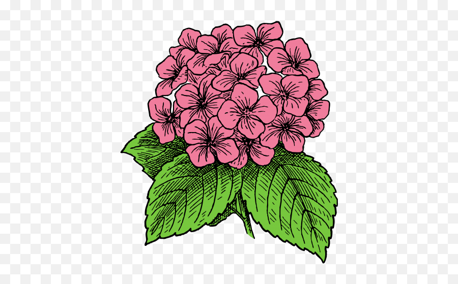 Hydrangea Flowers Pink Drawing Free - Ortensia Disegno Emoji,Flower Drawing Png