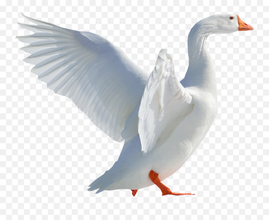 Download Goose Flying Png Image - Duck Images Hd Png Emoji,Duck Png