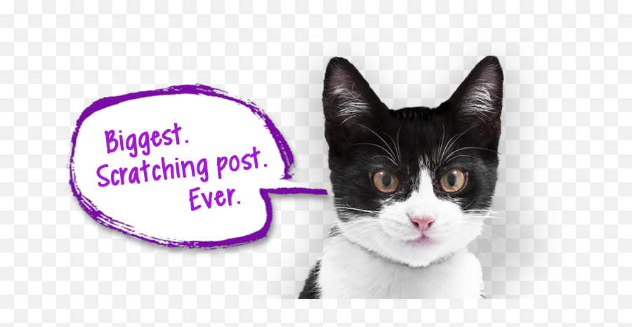 Feliscratch By Feliway From Ceva Animal Health Emoji,Scratch Cat Png
