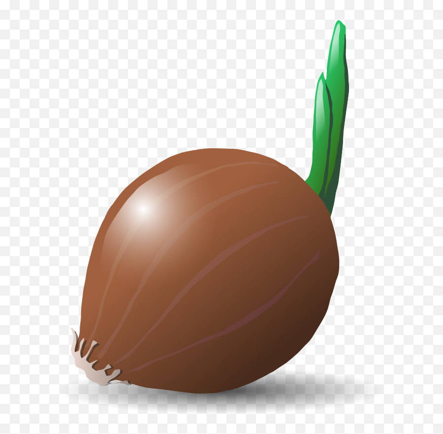 Onion - Soan Png Vector Emoji,Onion Clipart
