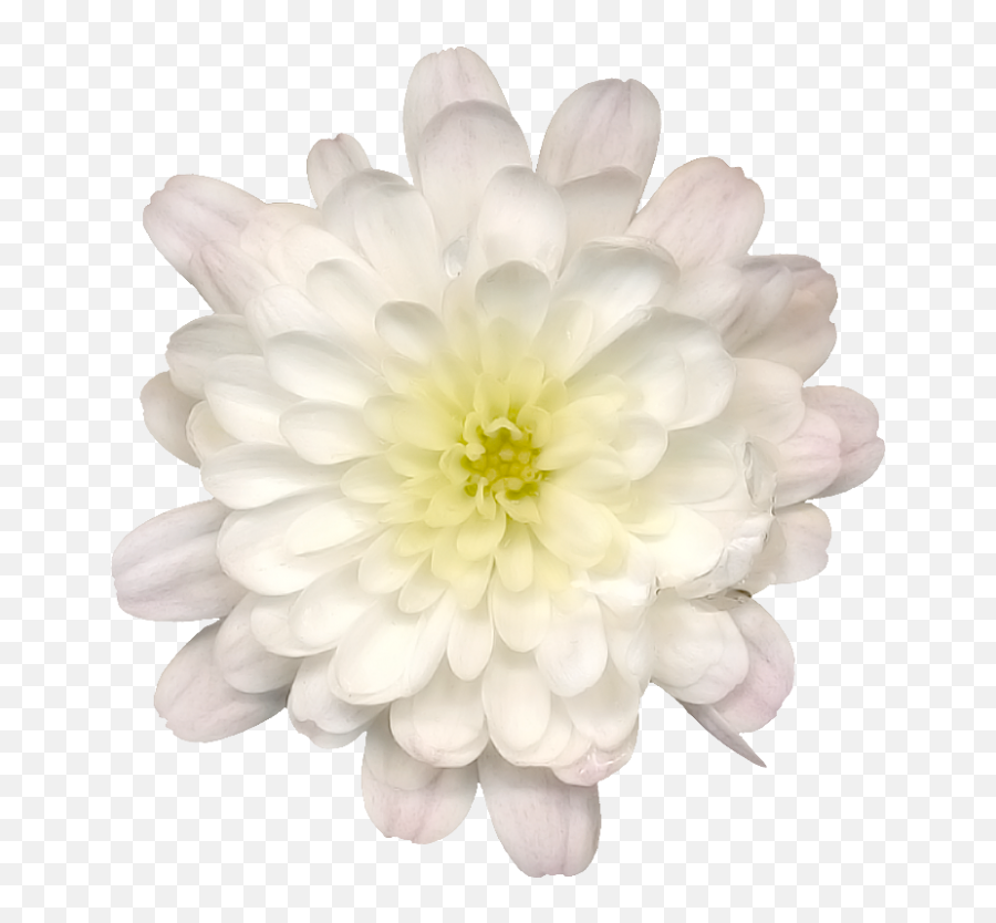 Lotus Flower Png Emoji,Lotus Flower Png
