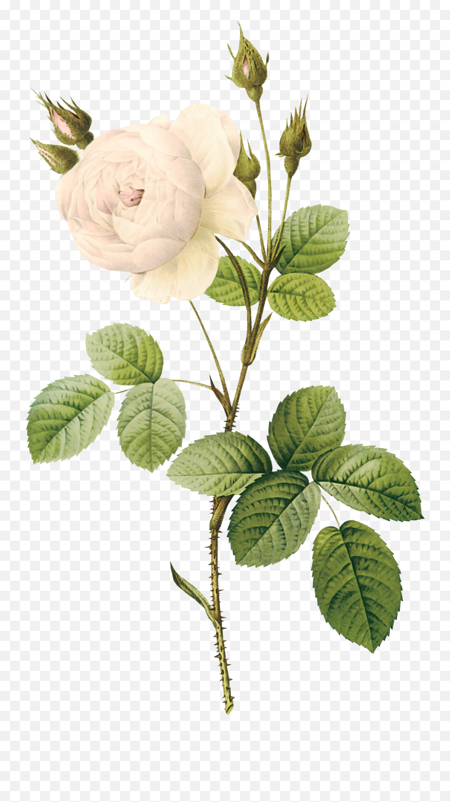 Download White Roses Png Image For Free - White Rose Botanical Illustration Emoji,White Flowers Png