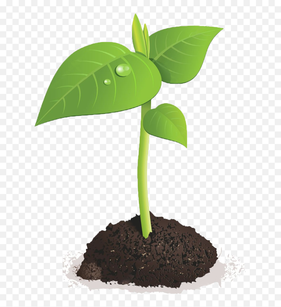 Download Sprout Club - Plant Sprout Png Emoji,Sprout Png