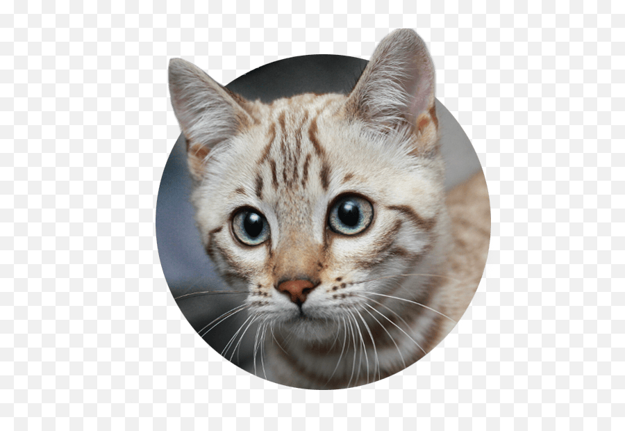 White Cat With Blue Eyes Transparent Background - 10 Free Hq Bengal Cat Face Form Emoji,Eyes Transparent
