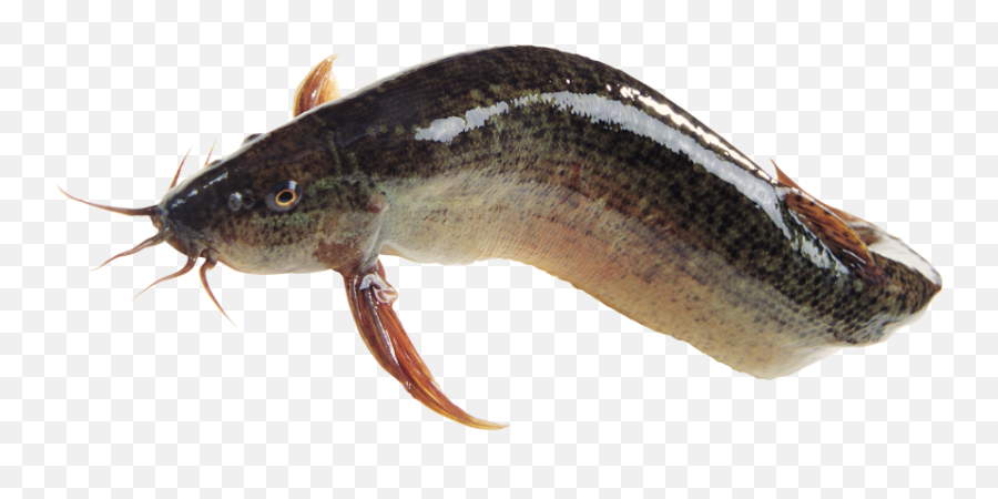 Fish Png Transparent Png Clipart Free - Magur Fish Image Png Emoji,Catfish Clipart