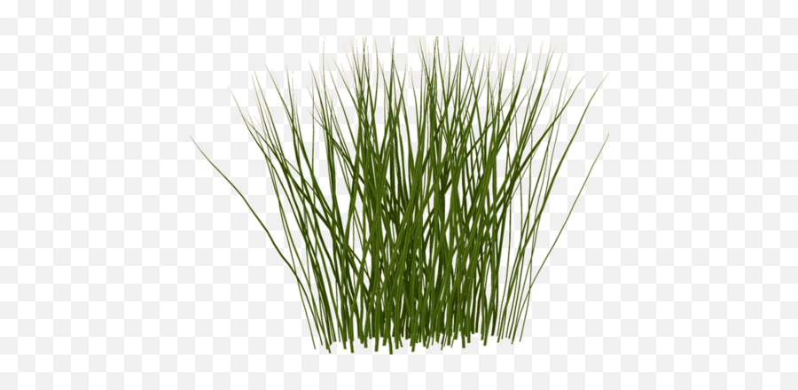 Tall Grass Texture - Tall Grass Texture Png 473x359 Png Tall Grass Texture Emoji,Texture Png