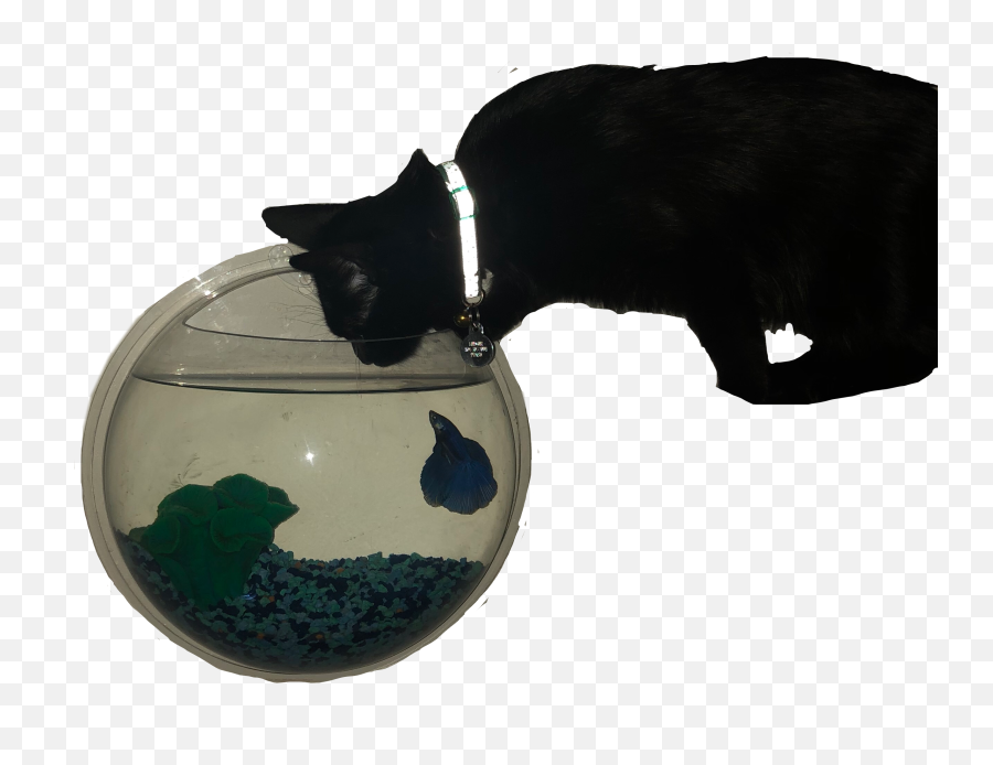 Asthetic Aesthetic Dark Sticker By Kaylie Mecham Emoji,Black Cat Transparent